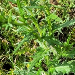 Cirsium vulgare at O'Connor, ACT - 13 Apr 2023