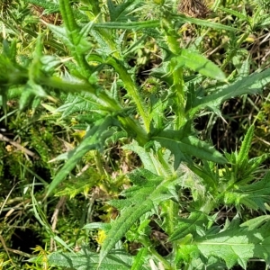 Cirsium vulgare at O'Connor, ACT - 13 Apr 2023 10:34 AM