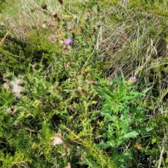 Cirsium vulgare at O'Connor, ACT - 13 Apr 2023 10:34 AM