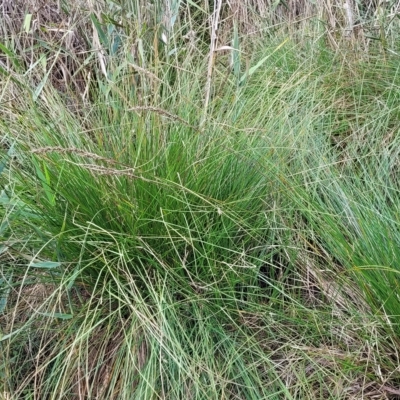 Carex appressa (Tall Sedge) at Banksia Street Wetland Corridor - 13 Apr 2023 by trevorpreston