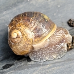 Cornu aspersum (Common Garden Snail) at Banksia Street Wetland Corridor - 13 Apr 2023 by trevorpreston