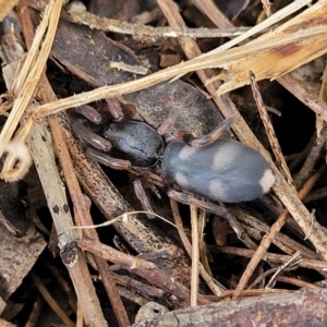 Lampona cylindrata at O'Connor, ACT - 13 Apr 2023 10:29 AM