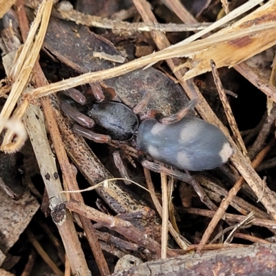 Lampona cylindrata (White-tailed Spider) at Banksia Street Wetland Corridor - 13 Apr 2023 by trevorpreston