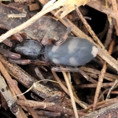 Lampona cylindrata at O'Connor, ACT - 13 Apr 2023 10:29 AM