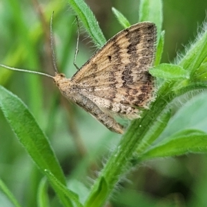 Scopula rubraria at O'Connor, ACT - 13 Apr 2023 10:26 AM