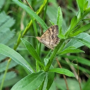 Scopula rubraria at O'Connor, ACT - 13 Apr 2023 10:26 AM