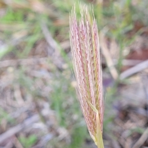 Chloris virgata at Watson, ACT - 13 Apr 2023