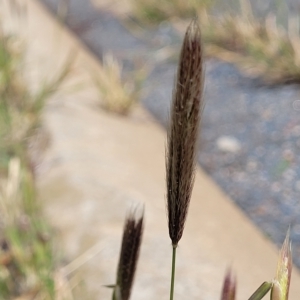 Chloris virgata at Watson, ACT - 13 Apr 2023