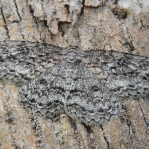 Ectropis fractaria at Conder, ACT - 5 Nov 2022