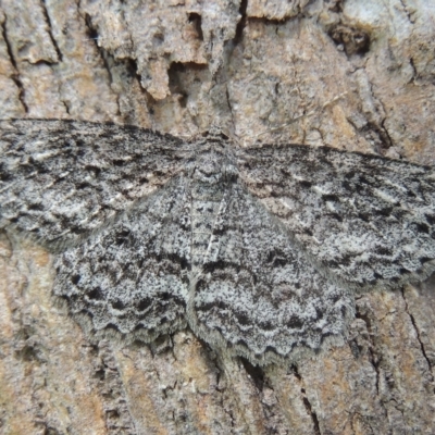 Ectropis fractaria (Ringed Bark Moth) at Conder, ACT - 5 Nov 2022 by MichaelBedingfield