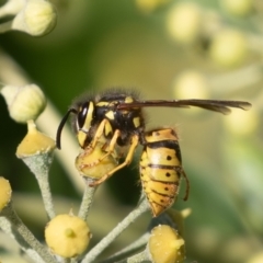 Vespula germanica (European wasp) at Red Hill, ACT - 10 Apr 2023 by rawshorty