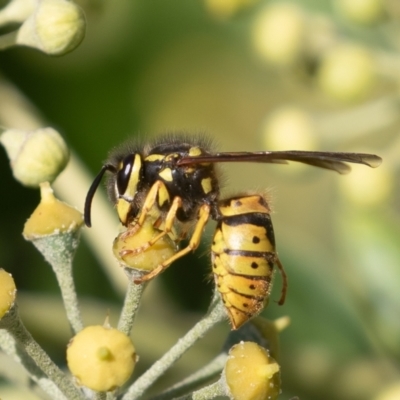 Vespula germanica (European wasp) at Red Hill, ACT - 10 Apr 2023 by rawshorty