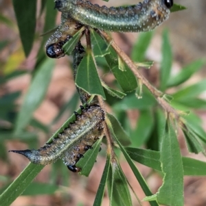 Pterygophorus cinctus at Phillip, ACT - 13 Apr 2023