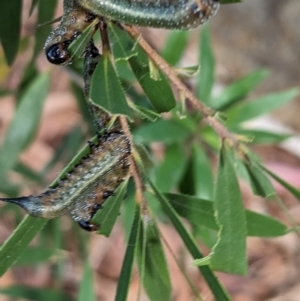 Pterygophorus cinctus at Phillip, ACT - 13 Apr 2023