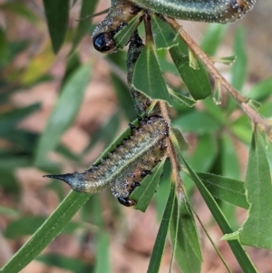 Pterygophorus cinctus at Phillip, ACT - 13 Apr 2023