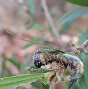 Pterygophorus cinctus at Phillip, ACT - 13 Apr 2023