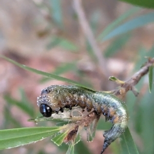 Pterygophorus cinctus at Phillip, ACT - 13 Apr 2023