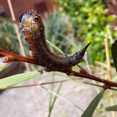 Pterygophorus cinctus at Wanniassa, ACT - 13 Apr 2023