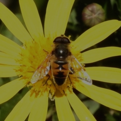 Eristalis tenax (Drone fly) at Wanniassa, ACT - 13 Apr 2023 by JohnBundock