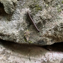 Chilopoda (class) at Berowra Waters, NSW - 13 Apr 2023 by jks