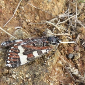 Apina callisto at Molonglo Valley, ACT - 13 Apr 2023