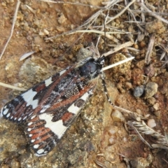 Apina callisto at Molonglo Valley, ACT - 13 Apr 2023