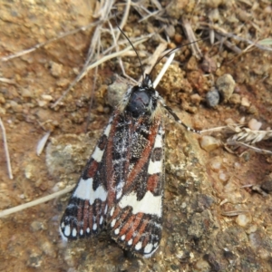 Apina callisto at Molonglo Valley, ACT - 13 Apr 2023