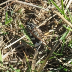 Apina callisto at Molonglo Valley, ACT - 13 Apr 2023