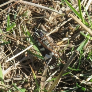 Apina callisto at Molonglo Valley, ACT - 13 Apr 2023