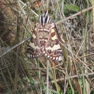 Apina callisto at Yarralumla, ACT - 13 Apr 2023