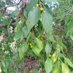 Celtis australis at Molonglo Valley, ACT - 13 Apr 2023