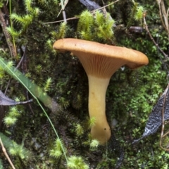 zz agaric (stem; gills not white/cream) at Paddys River, ACT - 8 Apr 2023 by Steven999