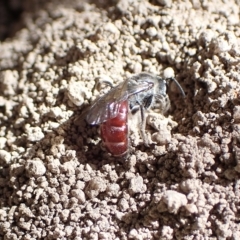 Lasioglossum (Parasphecodes) sp. (genus & subgenus) (Halictid bee) at Murrumbateman, NSW - 4 Apr 2023 by SimoneC