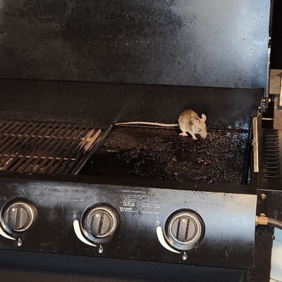 Rattus rattus (Black Rat) at Doonan, QLD - 13 Apr 2023 by AaronClausen
