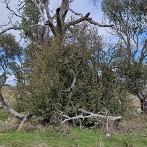 Crataegus monogyna at Molonglo Valley, ACT - 13 Apr 2023 12:06 PM