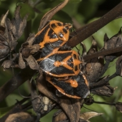 Agonoscelis rutila (Horehound bug) at Hawker, ACT - 10 Apr 2023 by AlisonMilton