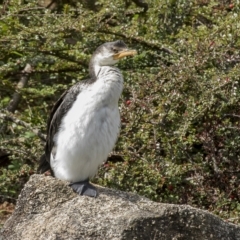 Microcarbo melanoleucos (Little Pied Cormorant) at Cowra, NSW - 13 Apr 2023 by AlisonMilton