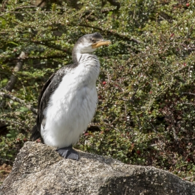 Microcarbo melanoleucos (Little Pied Cormorant) at Cowra, NSW - 13 Apr 2023 by AlisonMilton