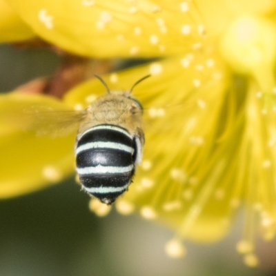 Amegilla sp. (genus) (Blue Banded Bee) at Cowra, NSW - 13 Apr 2023 by AlisonMilton