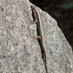 Egernia striolata (Tree Skink) at Cowra, NSW - 13 Apr 2023 by AlisonMilton