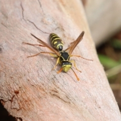 Polistes (Polistes) chinensis (Asian paper wasp) at Jerrabomberra Wetlands - 13 Apr 2023 by RodDeb