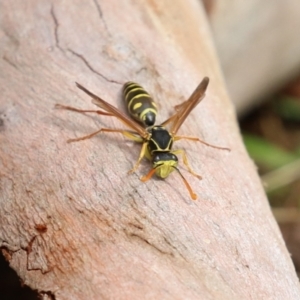 Polistes (Polistes) chinensis at Fyshwick, ACT - 13 Apr 2023