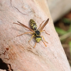 Polistes (Polistes) chinensis at Fyshwick, ACT - 13 Apr 2023