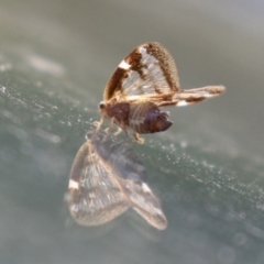 Scolypopa australis (Passionvine hopper, Fluffy bum) at Kingston, ACT - 13 Apr 2023 by RodDeb