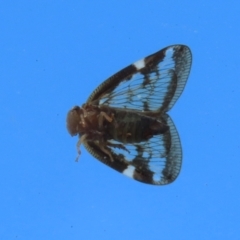 Scolypopa australis at Kingston, ACT - 13 Apr 2023