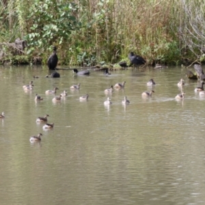 Tachybaptus novaehollandiae at Fyshwick, ACT - 13 Apr 2023