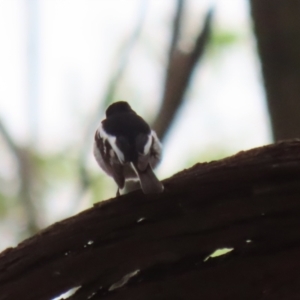 Petroica boodang at Fyshwick, ACT - 13 Apr 2023