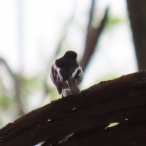 Petroica boodang at Fyshwick, ACT - 13 Apr 2023