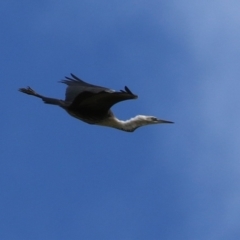 Ardea pacifica (White-necked Heron) at Kingston, ACT - 13 Apr 2023 by RodDeb