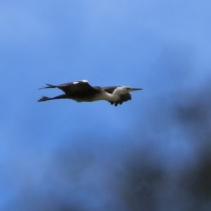 Ardea pacifica at Kingston, ACT - 13 Apr 2023